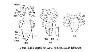 阴虱的传播途径,阴虱只有虫卵会传播吗