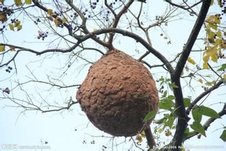 野外遇到这些动物千万别带回家,农村看到这4种动物不能碰