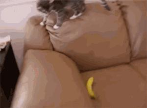 如何判定是优秀狗狗铲屎官,什么级别的铲屎官