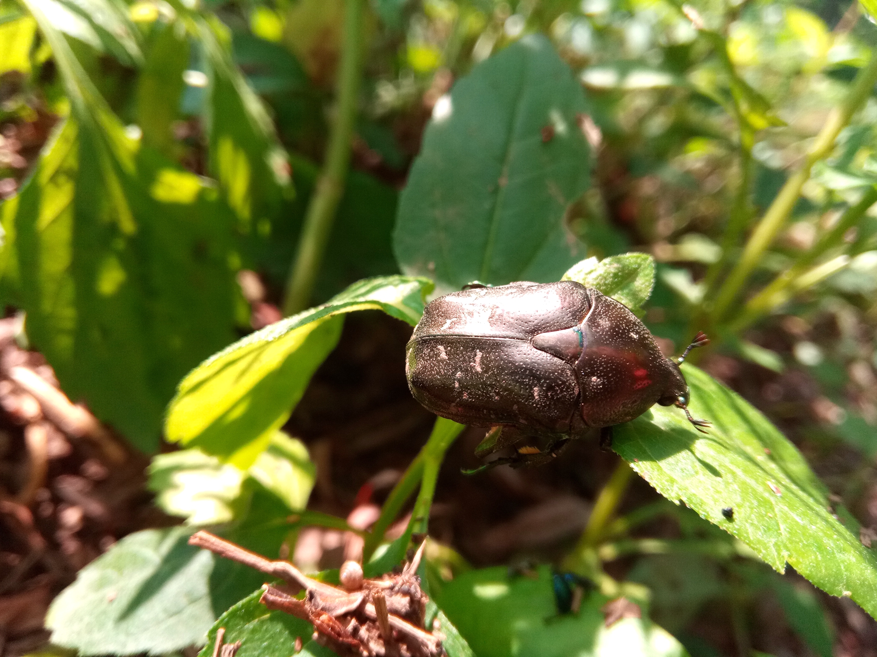 小品牌性价比电动车,酷比max5参数