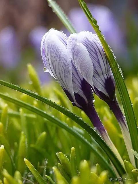 藏红花花朵真假区别图,藏红花压扁真假辨别视频