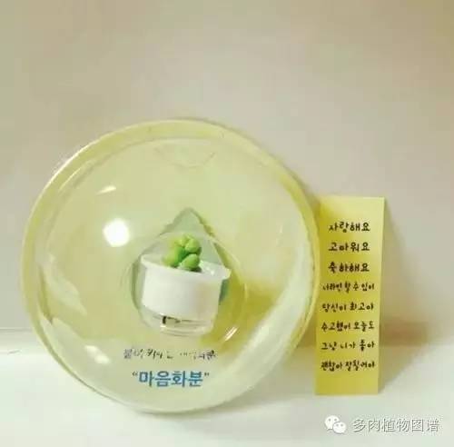 多肉植物韩国小芦荟,多肉花盆韩国拇指盆