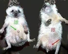 刺猬的刺刺人痛吗,刺猬的刺软的吗