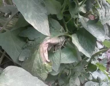 夏季暴雨后这些蔬菜病害不得不防,雨后蔬菜病害怎么管理