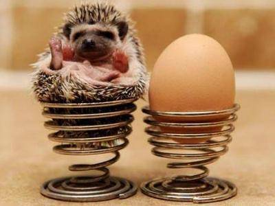 刺猬的刺刺人痛吗,刺猬的刺软的吗