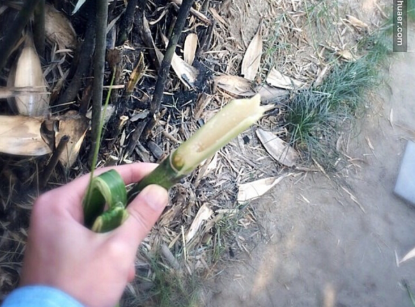 熊猫吃竹子为什么不用吐渣,熊猫吃竹子为什么不会割伤