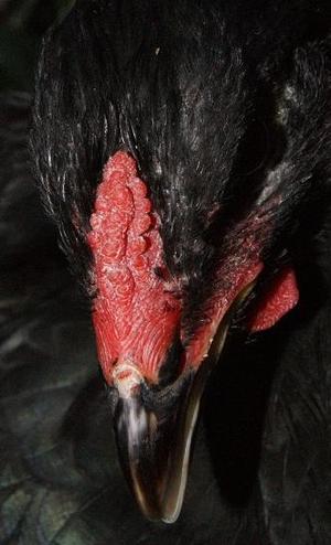 鸡能下几种颜色的鸡蛋,鸡蛋的颜色和鸡的品种有关