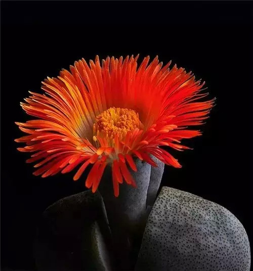 多肉开完花就死,多肉开花后会死掉吗