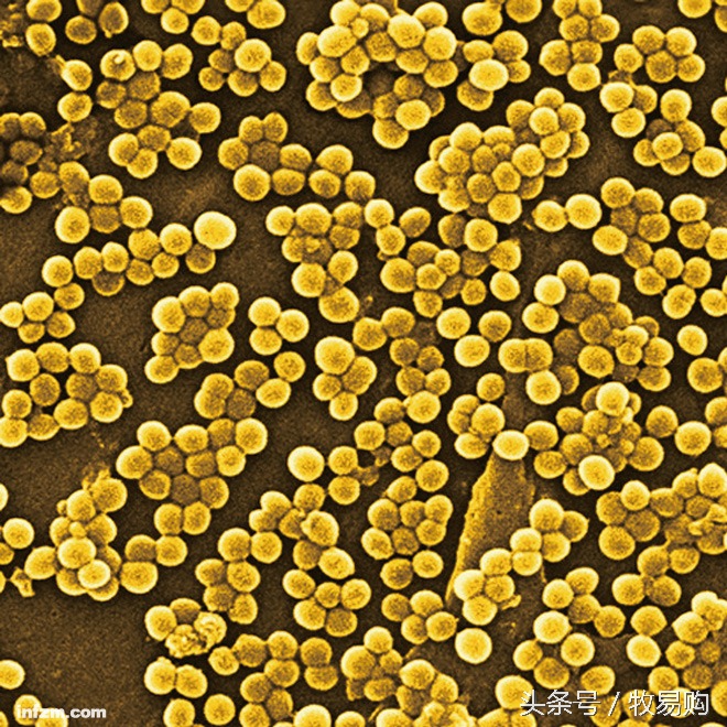 狗狗脓皮症不剃毛可以吗,狗狗得了皮肤病可以抹药膏吗