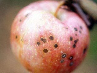 褪色的红苹果,绝版的苹果