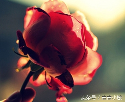 十二星座爱情的礼物排行榜,十二星座最爱的礼物是什么样子