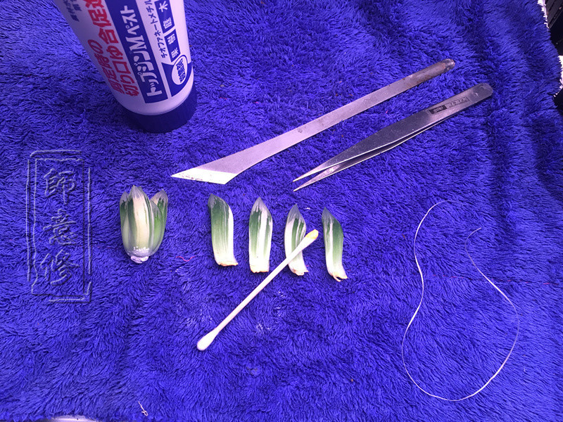 十二卷扦插方法,十二卷叶插教学