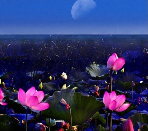 这种叶子，可消暑减肥通便，你知道吗？