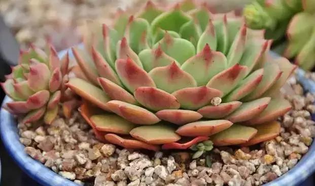 肉肉怎么浇水最好最合适,肉肉浇水最好的方法