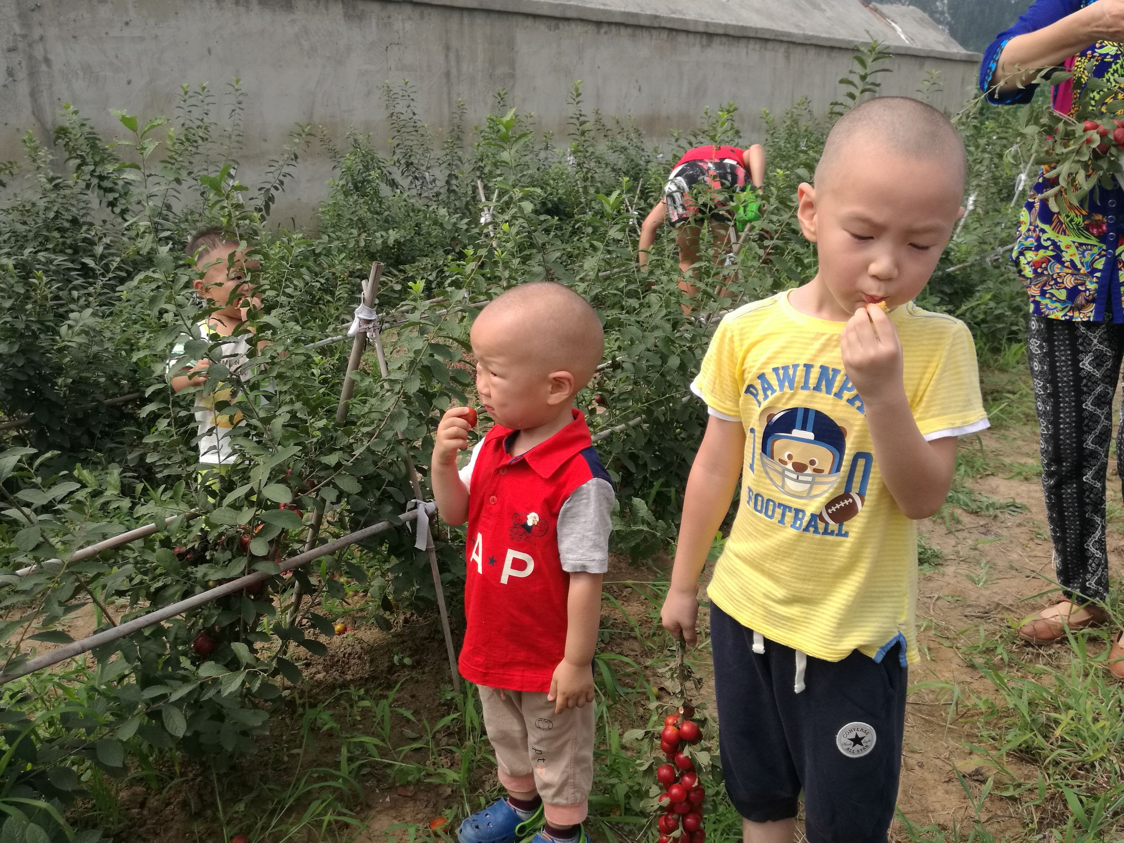 欧李是什么李子,欧李与普通李子的区别