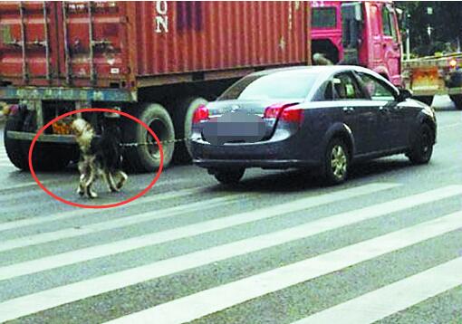 开车就可以这样虐待生命吗？狗狗吐血而亡不痛吗？