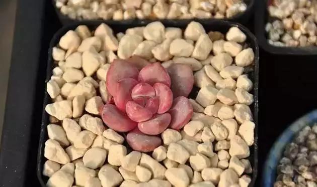 肉肉怎么浇水最好最合适,肉肉浇水最好的方法