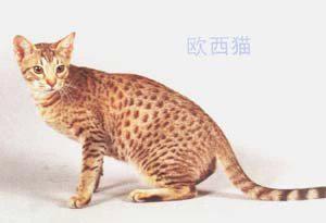 最便宜的宠物猫咪品种图片及价格,哪个品种的猫咪性格最好最温顺