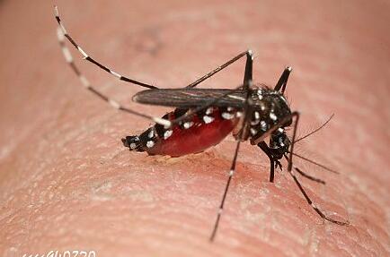 夏天什么血型的人最招蚊子,蚊子最喜欢什么血型人