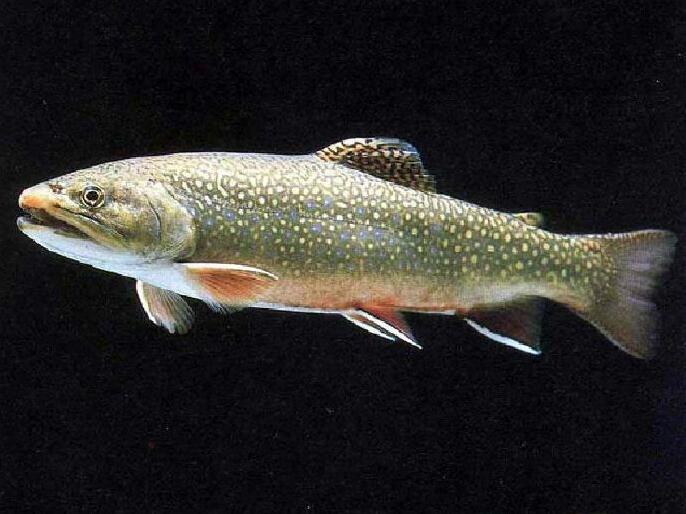 《线体》杂志列出10种健康食物