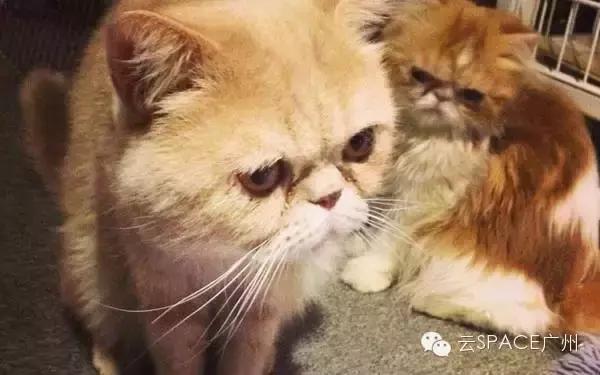 喵星人咖啡厅，治愈你疲惫的心！