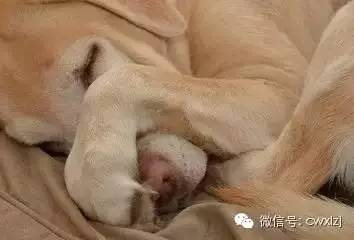 狗狗呕吐怎么办要不要带去医院,狗狗呕吐去医院应该检查什么