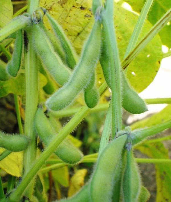 长期吃大豆多肽的好处,大豆多肽营养饮料