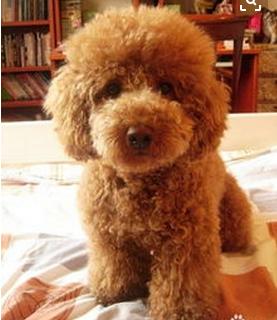 泰迪饲养注意事项,夏天泰迪狗狗生产注意事项