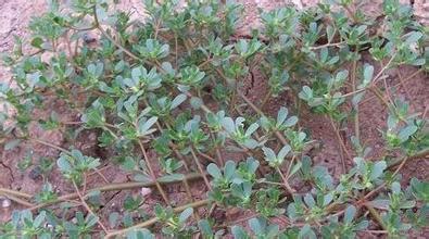 马齿苋和艾叶能一起煮水洗湿疹吗,马齿苋治湿疹的中药配方