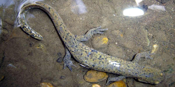 找药材：我很丑，但我可以把美丽带给你