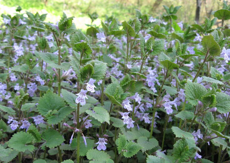 大叶活血丹 (乡间常见的植物活血丹)