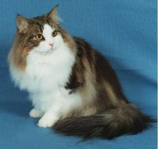 最便宜的宠物猫咪品种图片及价格,哪个品种的猫咪性格最好最温顺