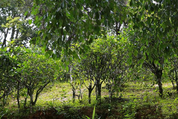 易武知识,知识茶叶