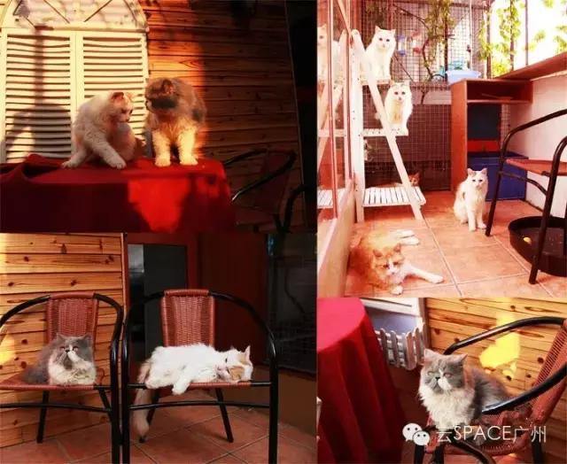 喵星人咖啡厅，治愈你疲惫的心！