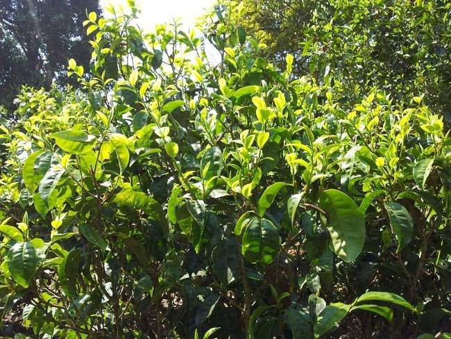 真老班章跟假老班章区别,好的老班章优劣