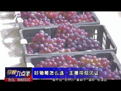闽北葡萄又一村,教您如何挑选葡萄王