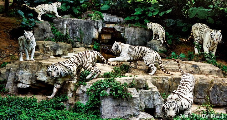 长隆野生动物园攻略亲子游三天,从广州长隆到珠海长隆亲子游攻略