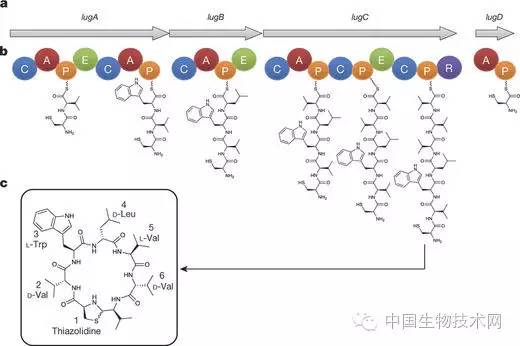 耐甲氧西林金葡菌,耐甲氧西林的葡萄球菌容易治好吗