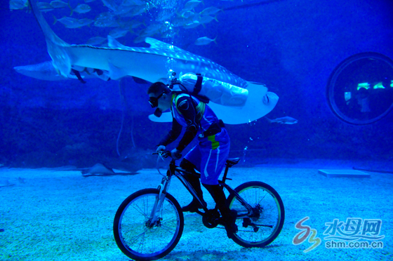 鲸鲨馆和鲸鲨海洋公园,海昌海洋公园鲸鲨表演时间