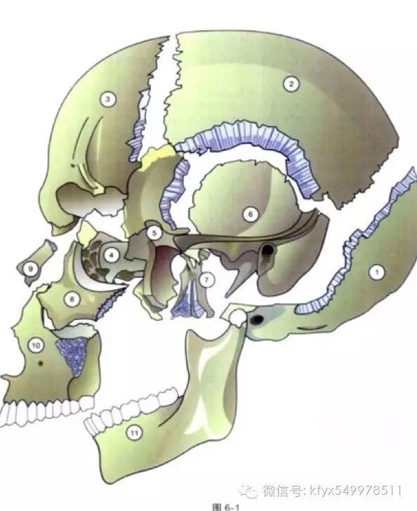 第五期直播:颅骶机制的运动形式和功能障碍顺利进行了