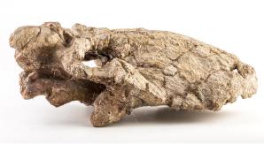 中国地质博物馆百年，这30件藏品亮瞎你的双眼