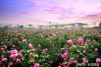 你知道七夕的意义吗,七夕节最好看的玫瑰花