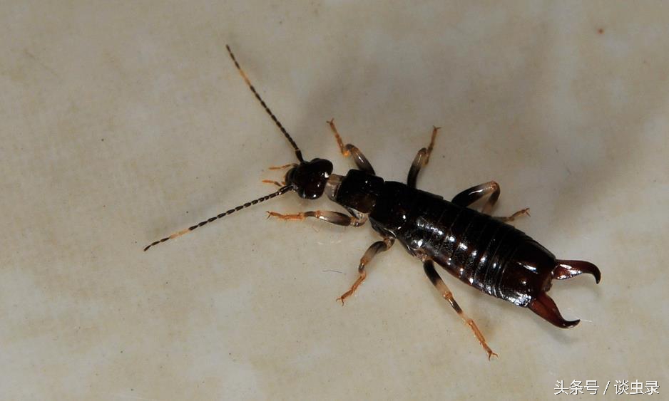 谈虫录:蜮虫含沙射影与钉头七箭书