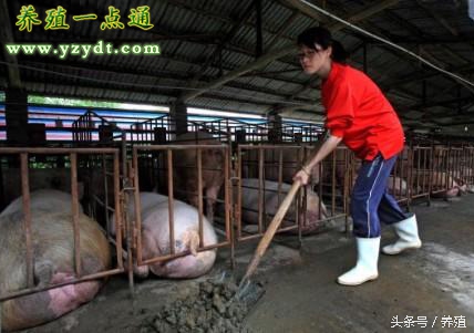 夏季猪圈闷热潮湿,猪圈里潮湿怎么办