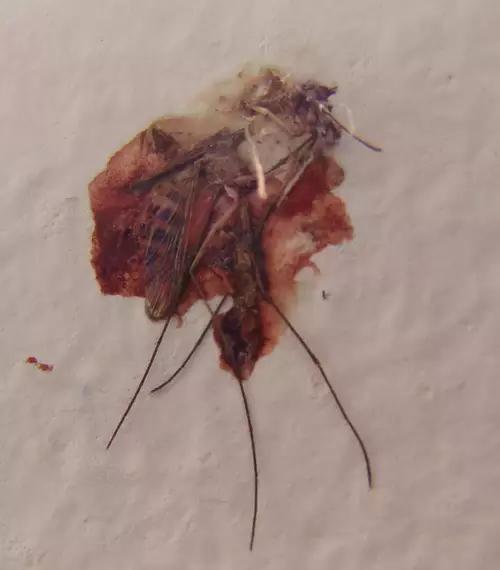 怎么样蚊子才能死,怎样才能干死蚊子