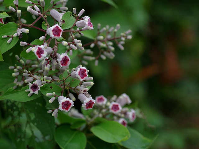 鸡屎藤名字的由来,鸡屎藤寓意