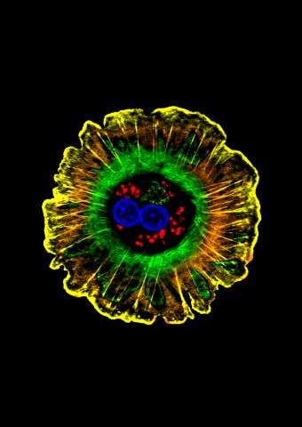 2030年消除丙肝,消灭丙肝