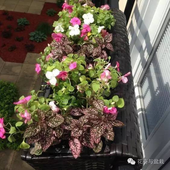 叶子斑斓的植物有哪些,叶子紫色有斑点植物