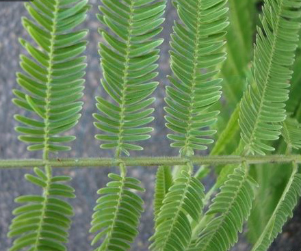 口腔溃疡放点茶叶末有用吗,口腔溃疡痛喷什么药