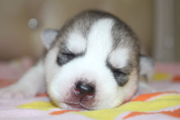 小眼睛的小奶哈，萌翻了，期待长大变大眼帅哥哦。